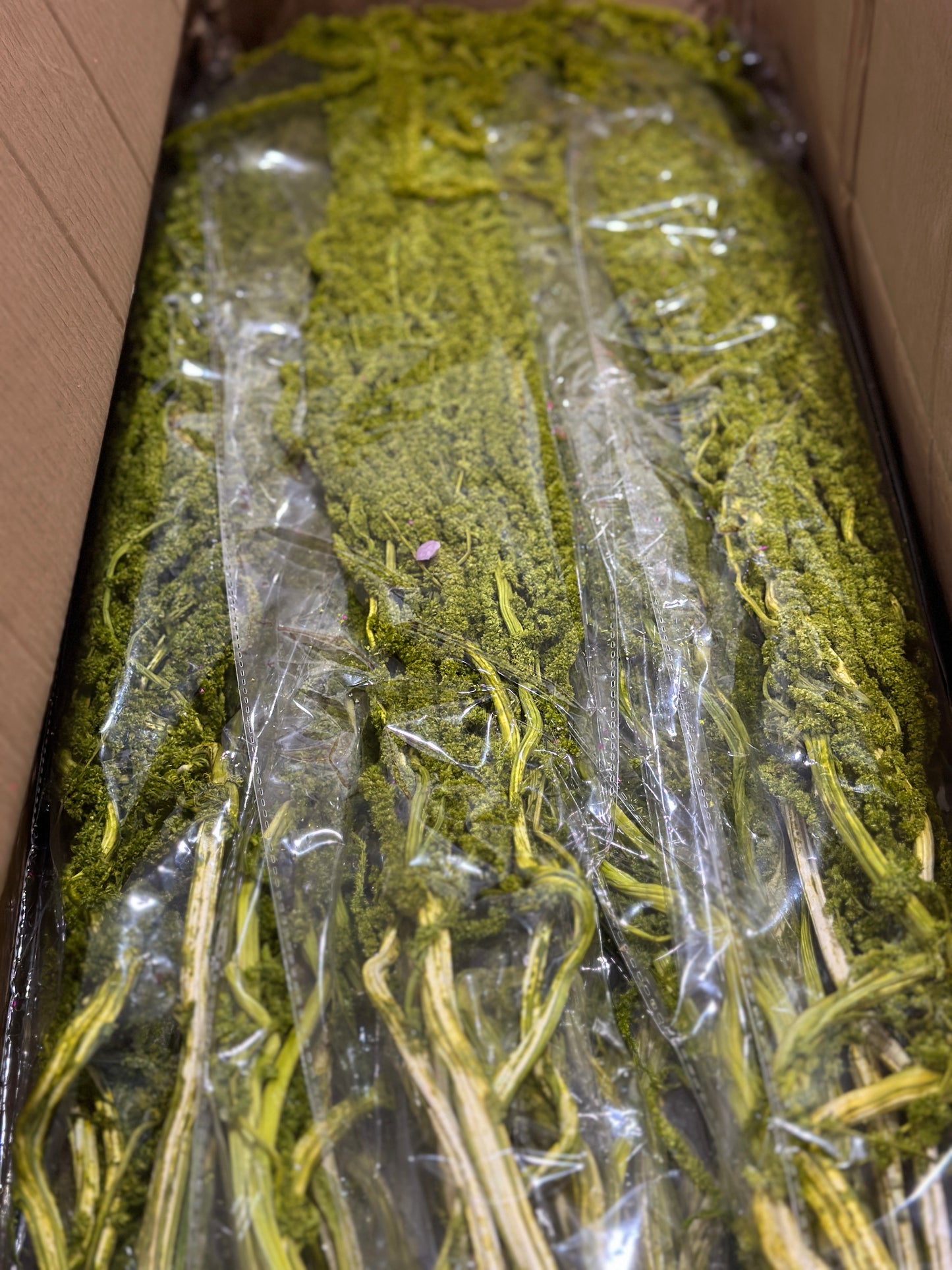 Amaranthus