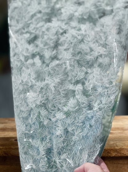 Ming Fern / Asparagus