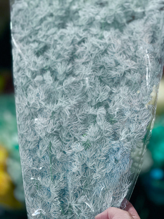 High Quality Ming Fern / Asparagus