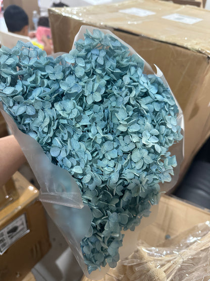 Anna Hydrangeas Big Bunch