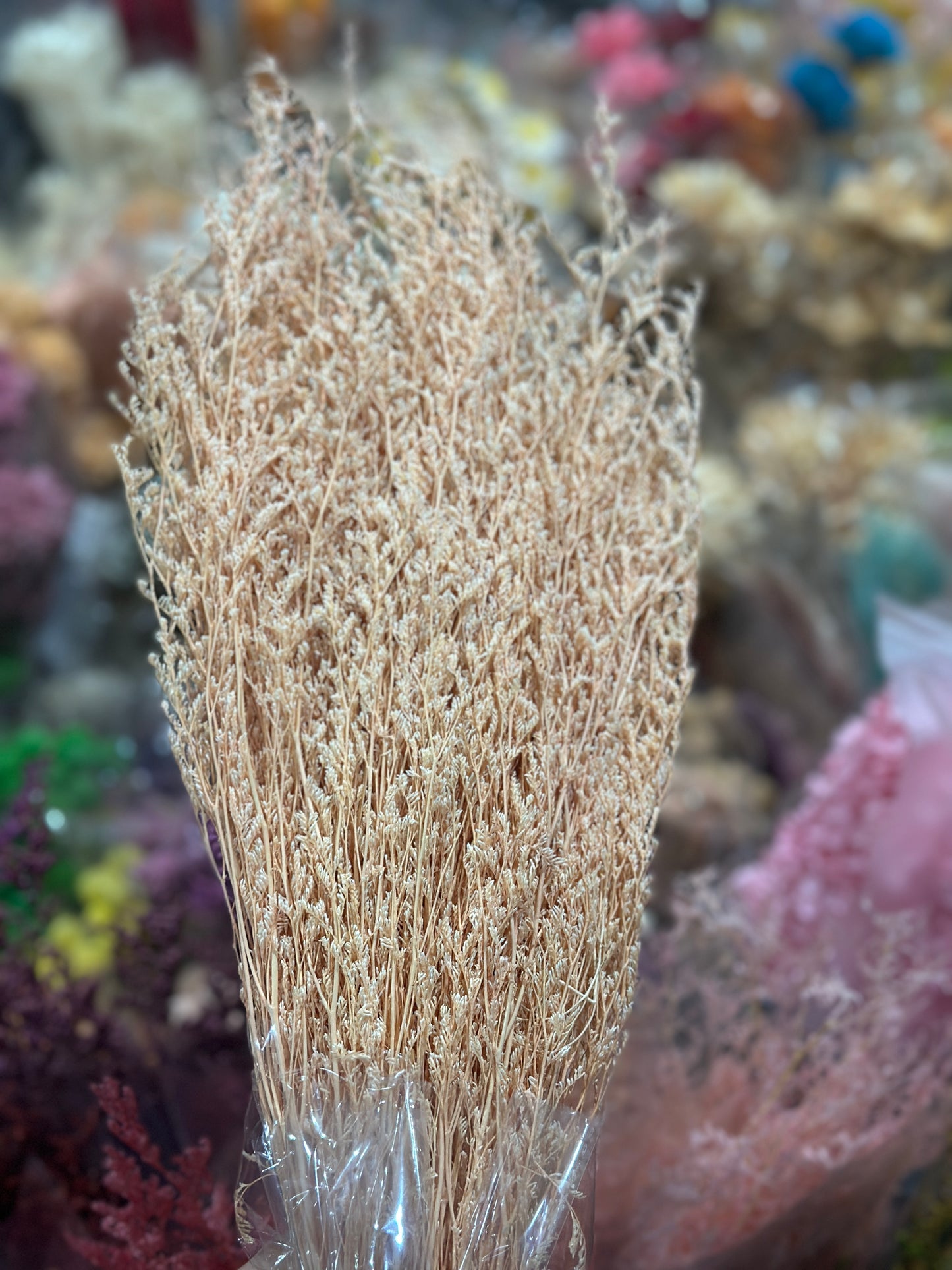 Dried Misty / Limonium