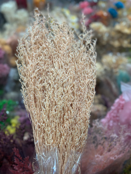 Dried Misty / Limonium