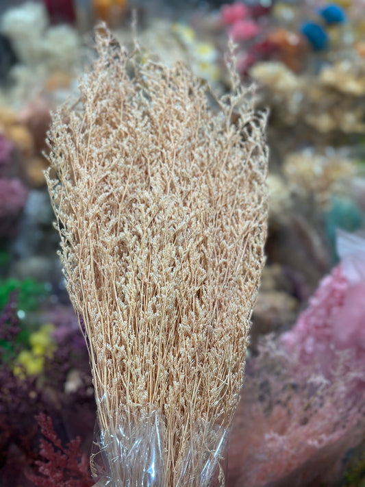 Dried Misty / Limonium