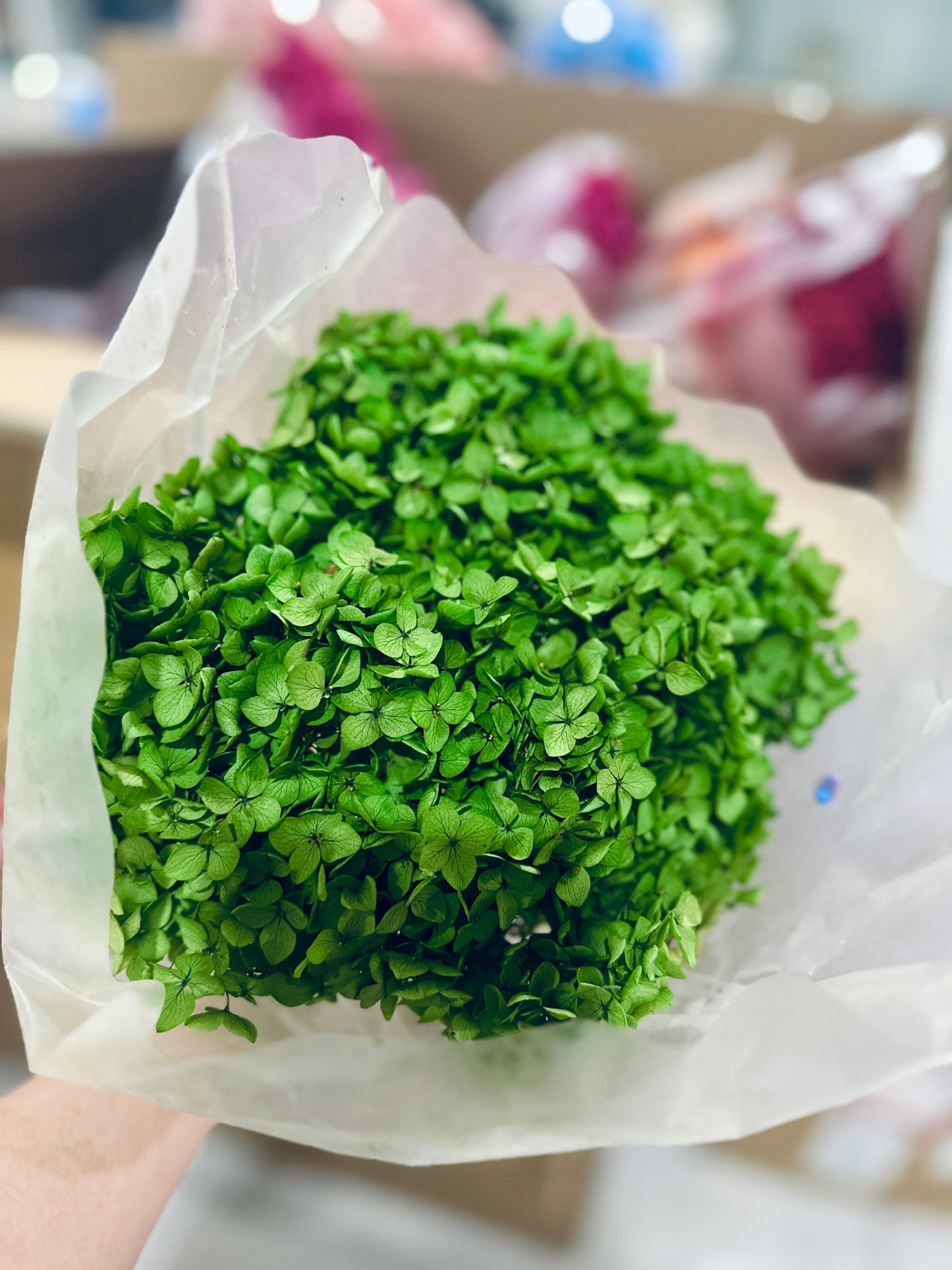Anna Hydrangeas Big Bunch