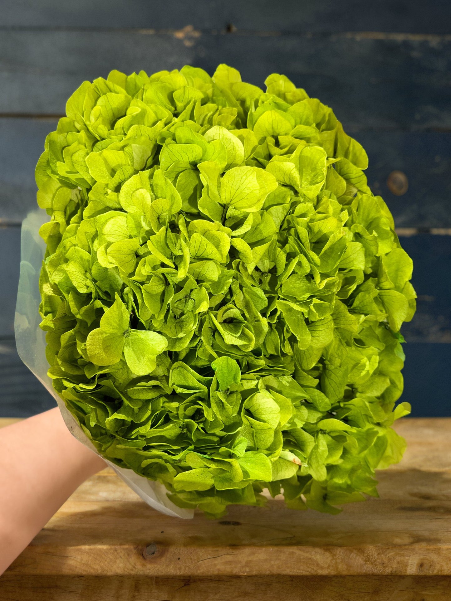 Large Petals Hydrangea