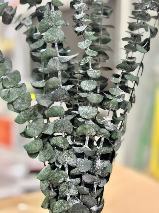 Dried Eucalyptus