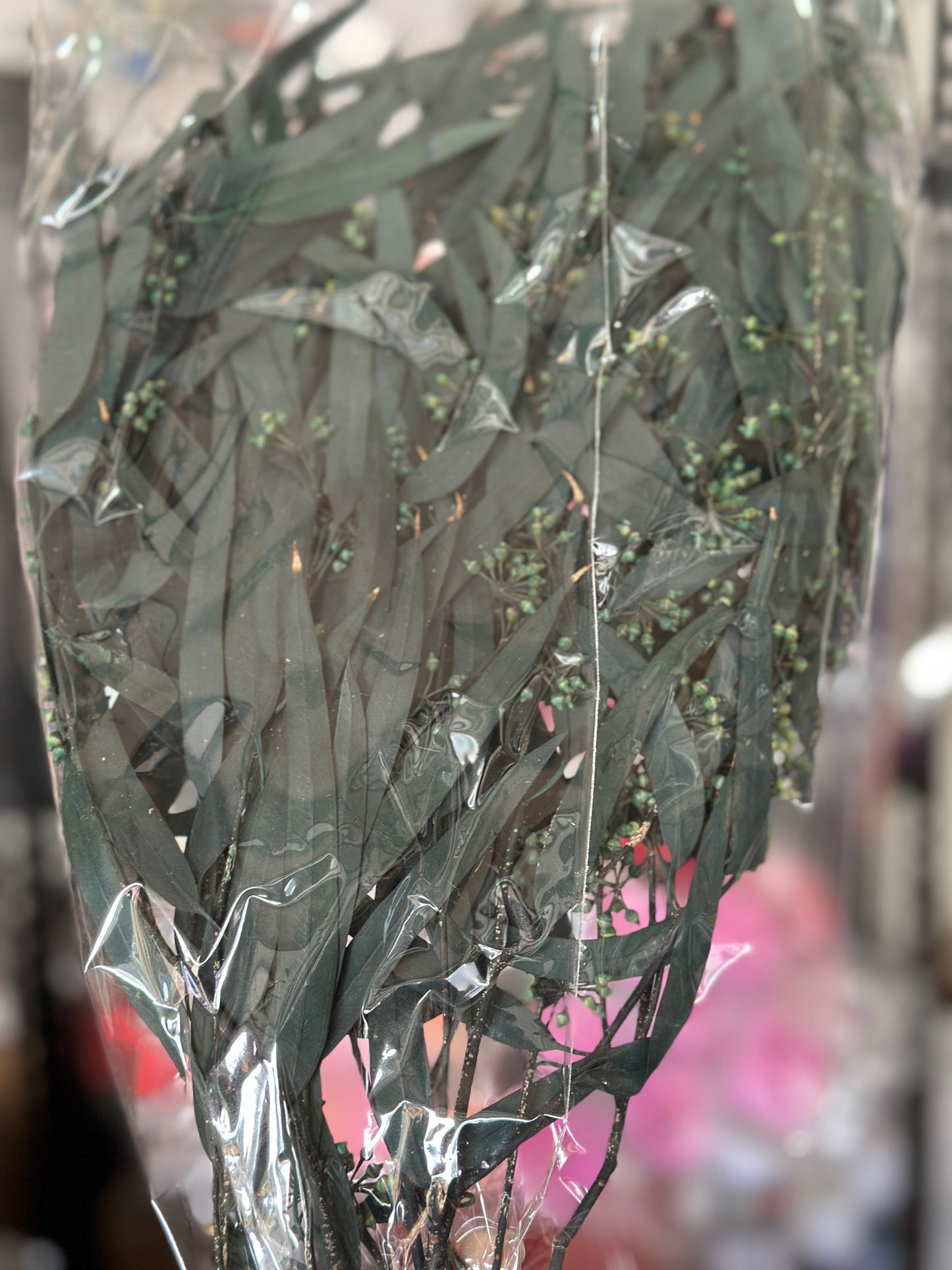 Preserved Eucalyptus Willow Leaves