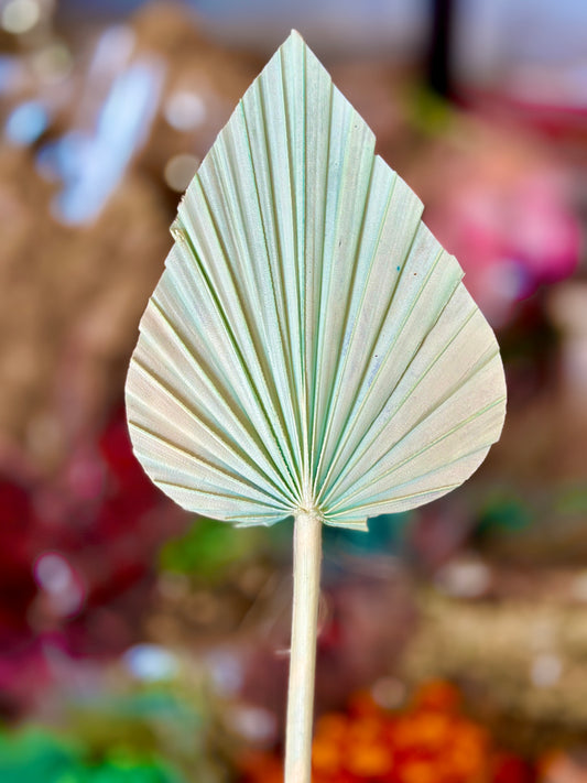 Beautiful Small Palm Leaves 10-12cm