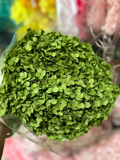 Anna Hydrangeas Big Bunch