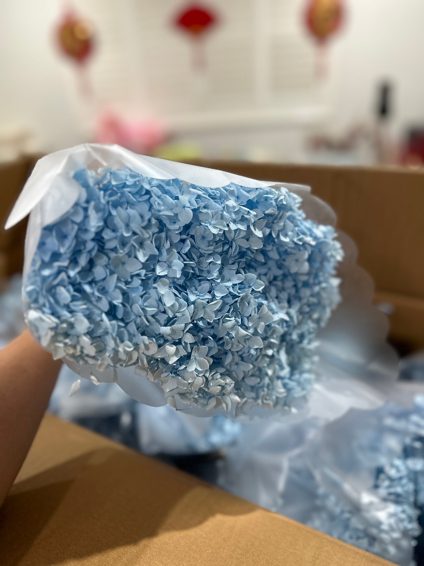 Anna Hydrangeas Big Bunch