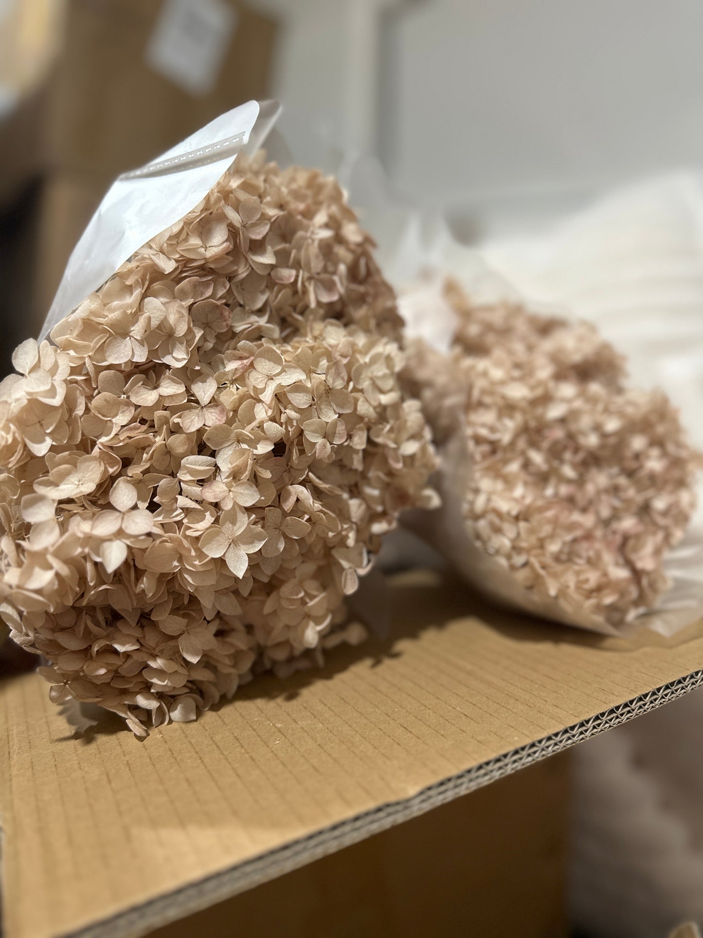 Anna Hydrangeas Big Bunch