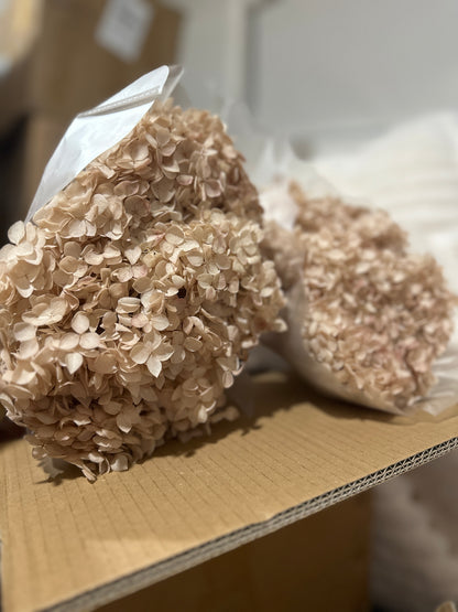 Anna Hydrangeas Big Bunch