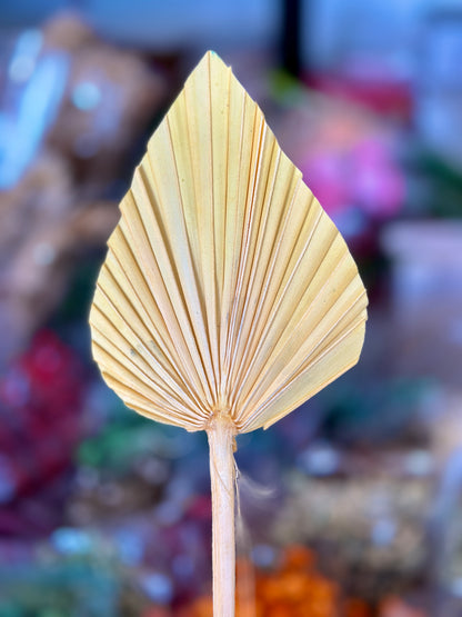 Beautiful Small Palm Leaves 10-12cm