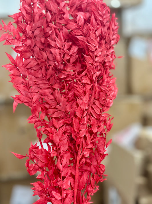 Dried Italian Ruscus
