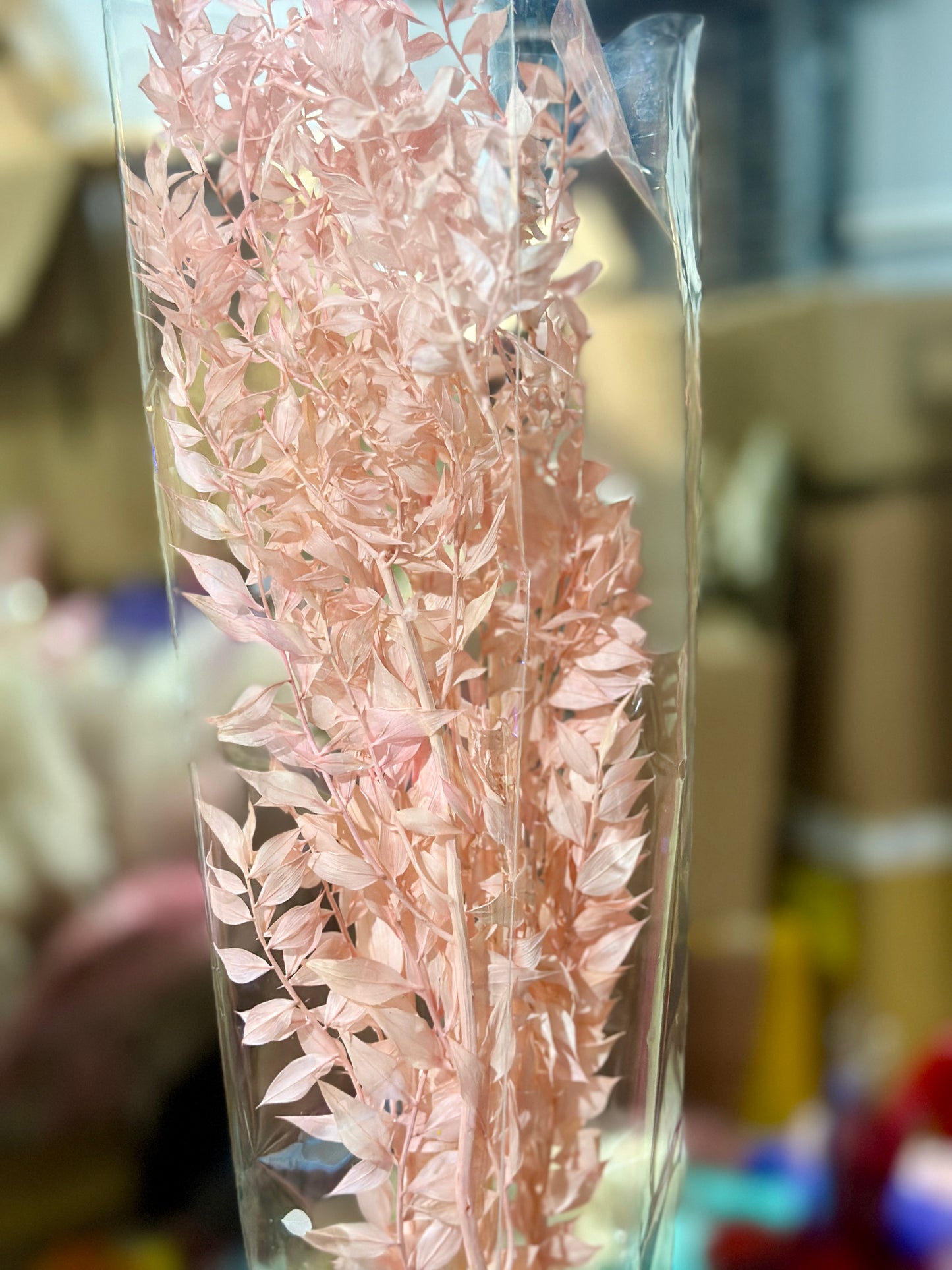 Dried Ruscus