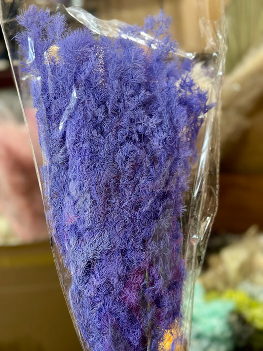 High Quality Ming Fern / Asparagus