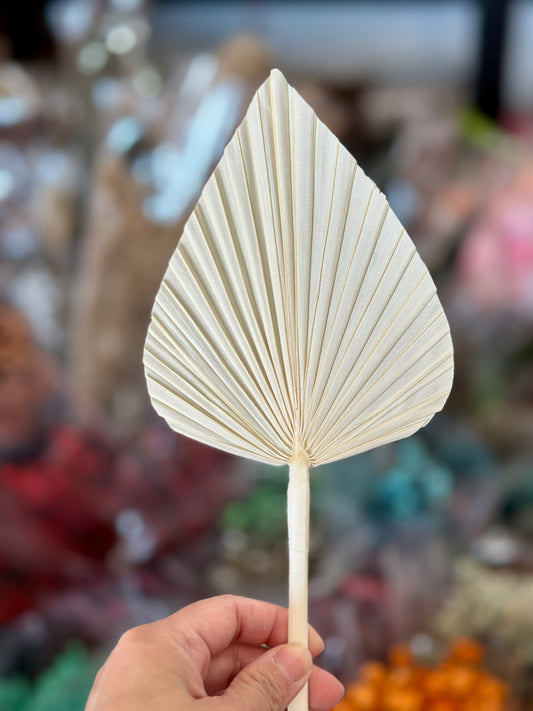 Beautiful Small Palm Leaves 10-12cm