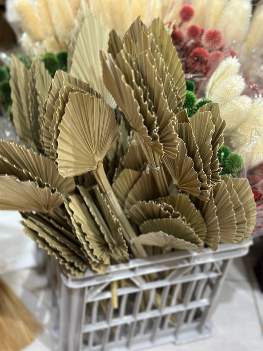 Beautiful Small Palm Leaves 10-12cm