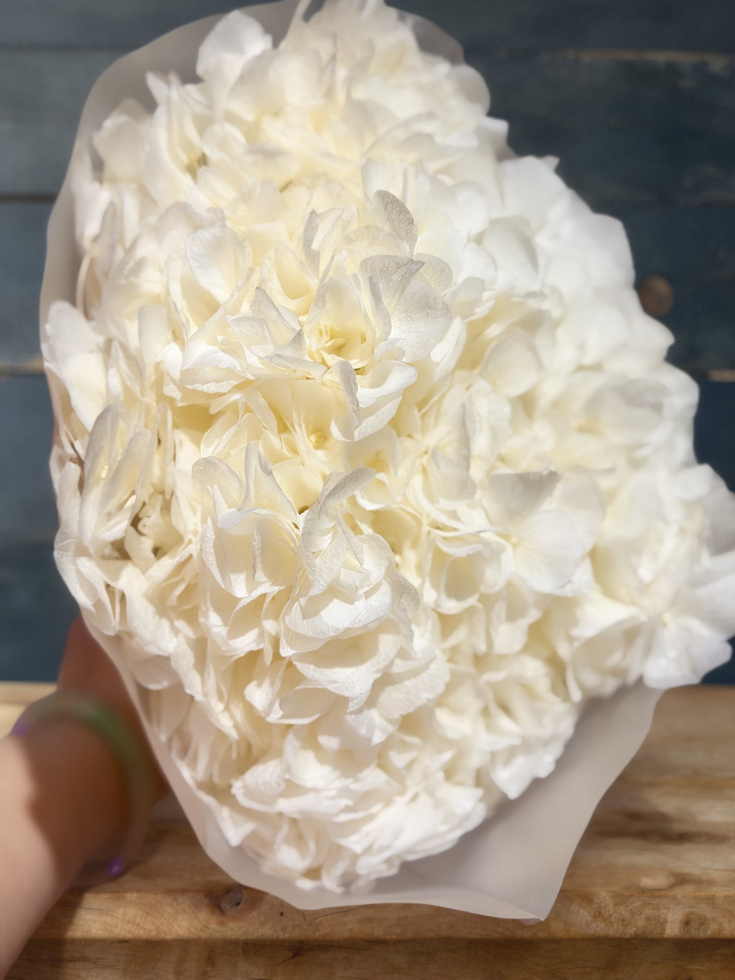 Large Petals Hydrangea
