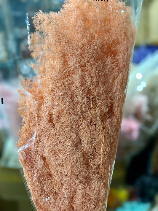 High Quality Ming Fern / Asparagus