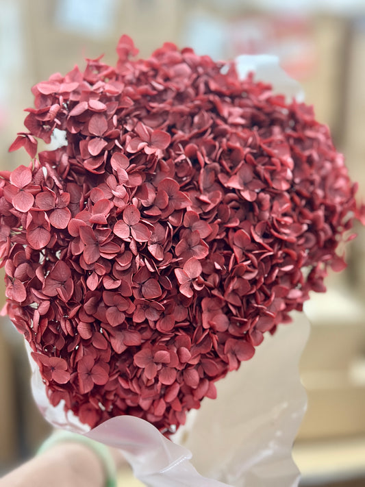 Anna Hydrangeas Big Bunch