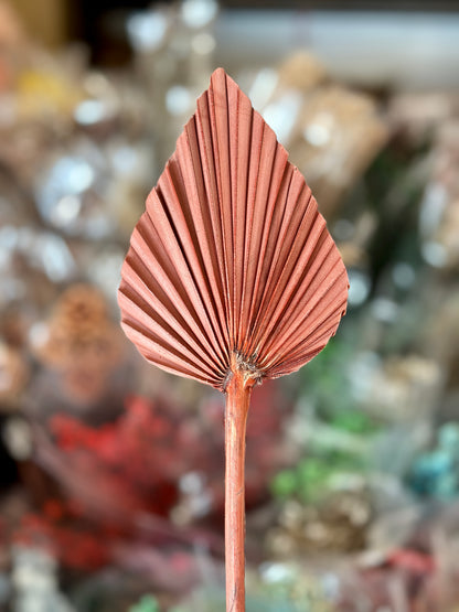 Beautiful Small Palm Leaves 10-12cm