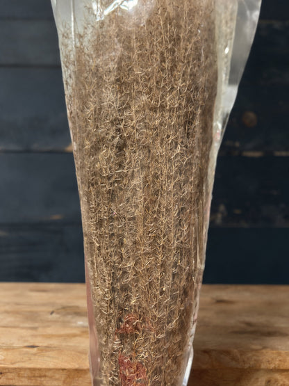 Horsetails/ Whisk