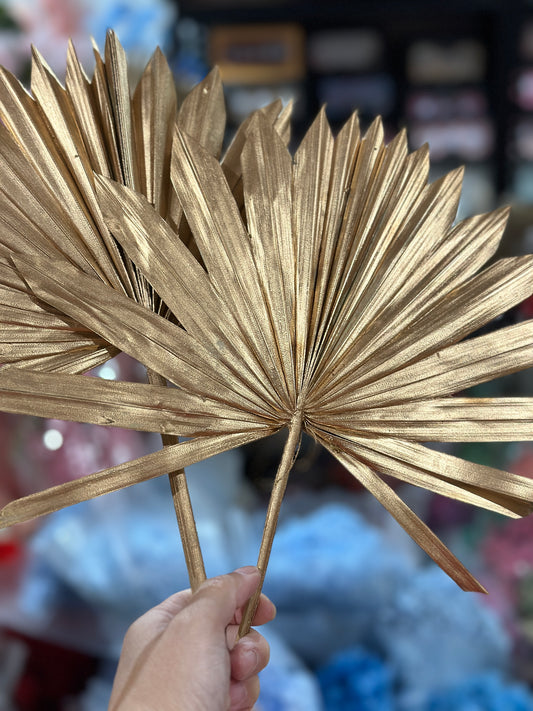 Beautiful Preserved Sun Palm Leaves