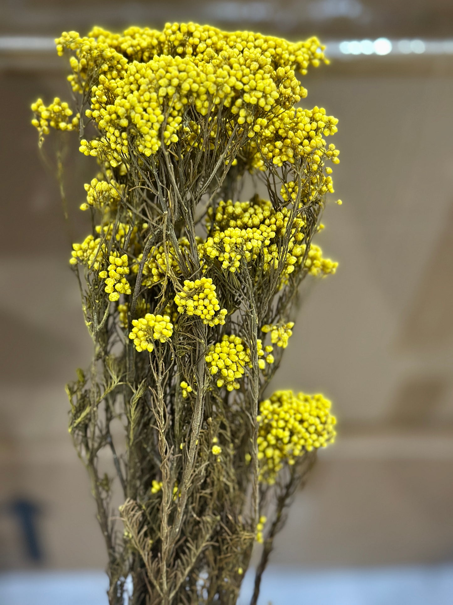 Rice Flowers