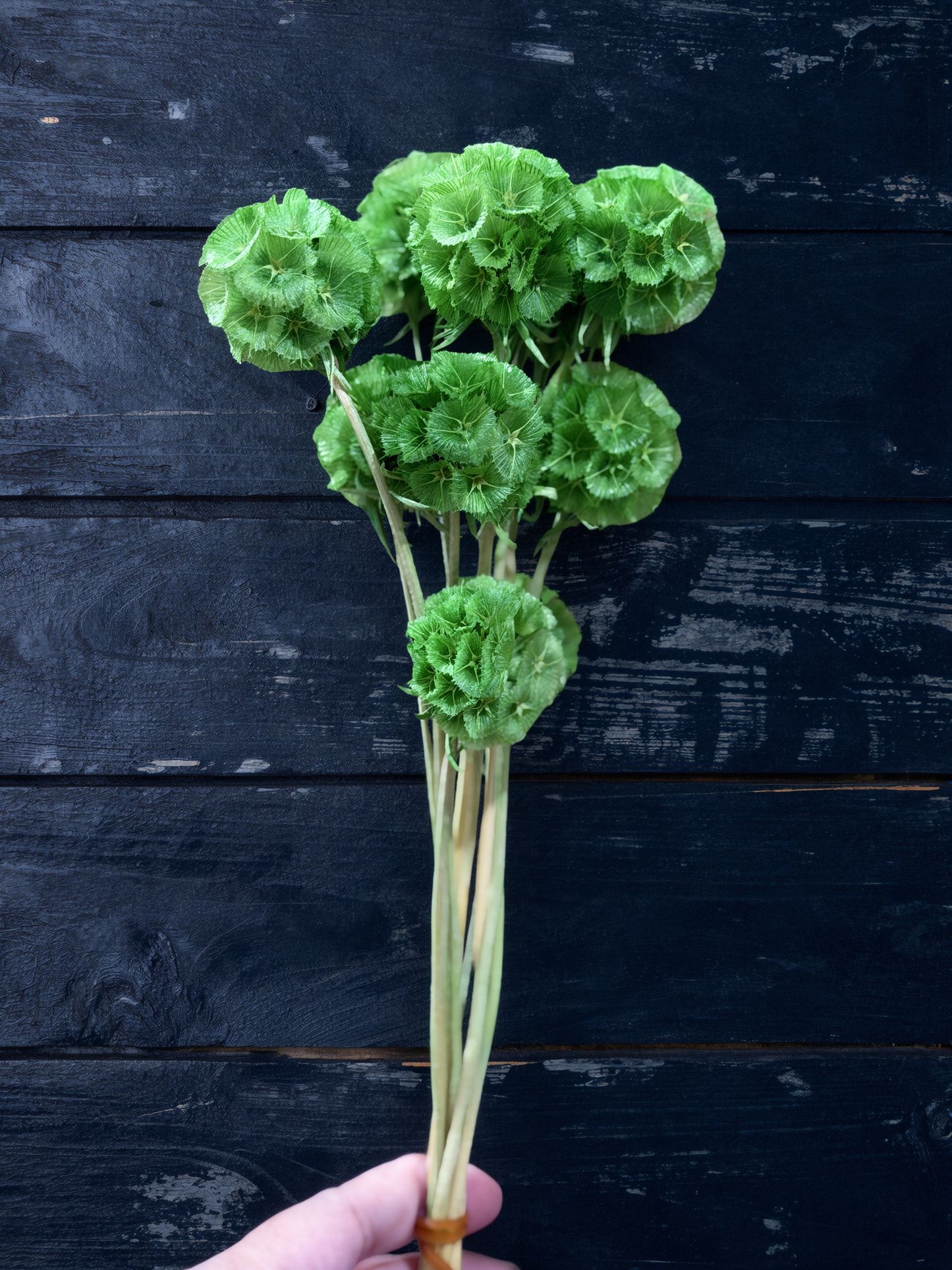 Scabiosa - 10 Stems/Bunch