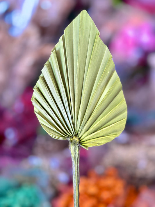 Beautiful Small Palm Leaves 10-12cm