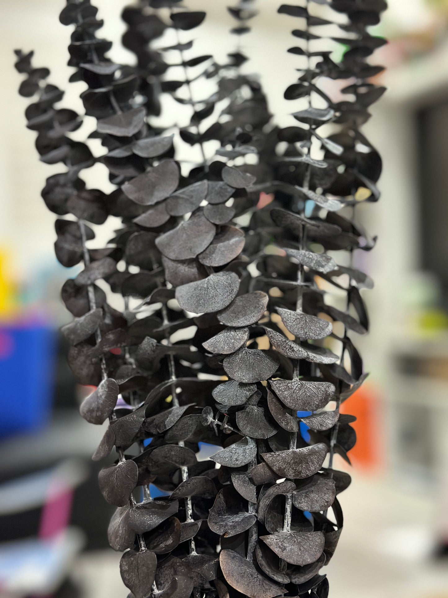 Dried Eucalyptus