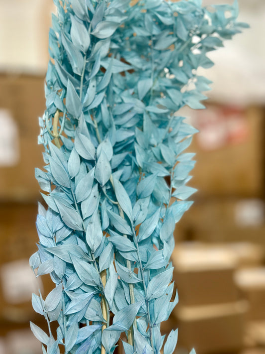 Dried Italian Ruscus