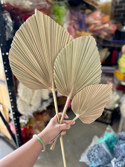 Natural Palm Leaves