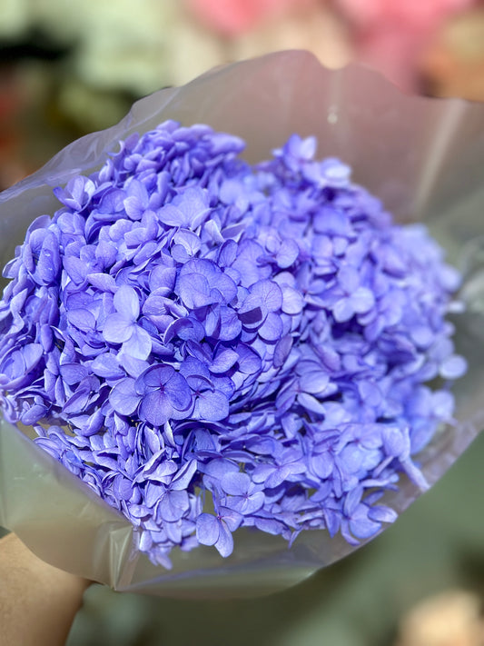 Anna Hydrangeas Big Bunch