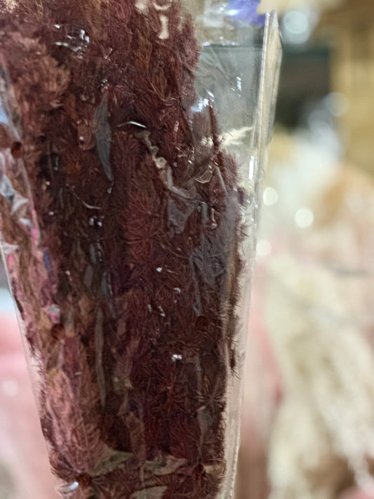 High Quality Ming Fern / Asparagus