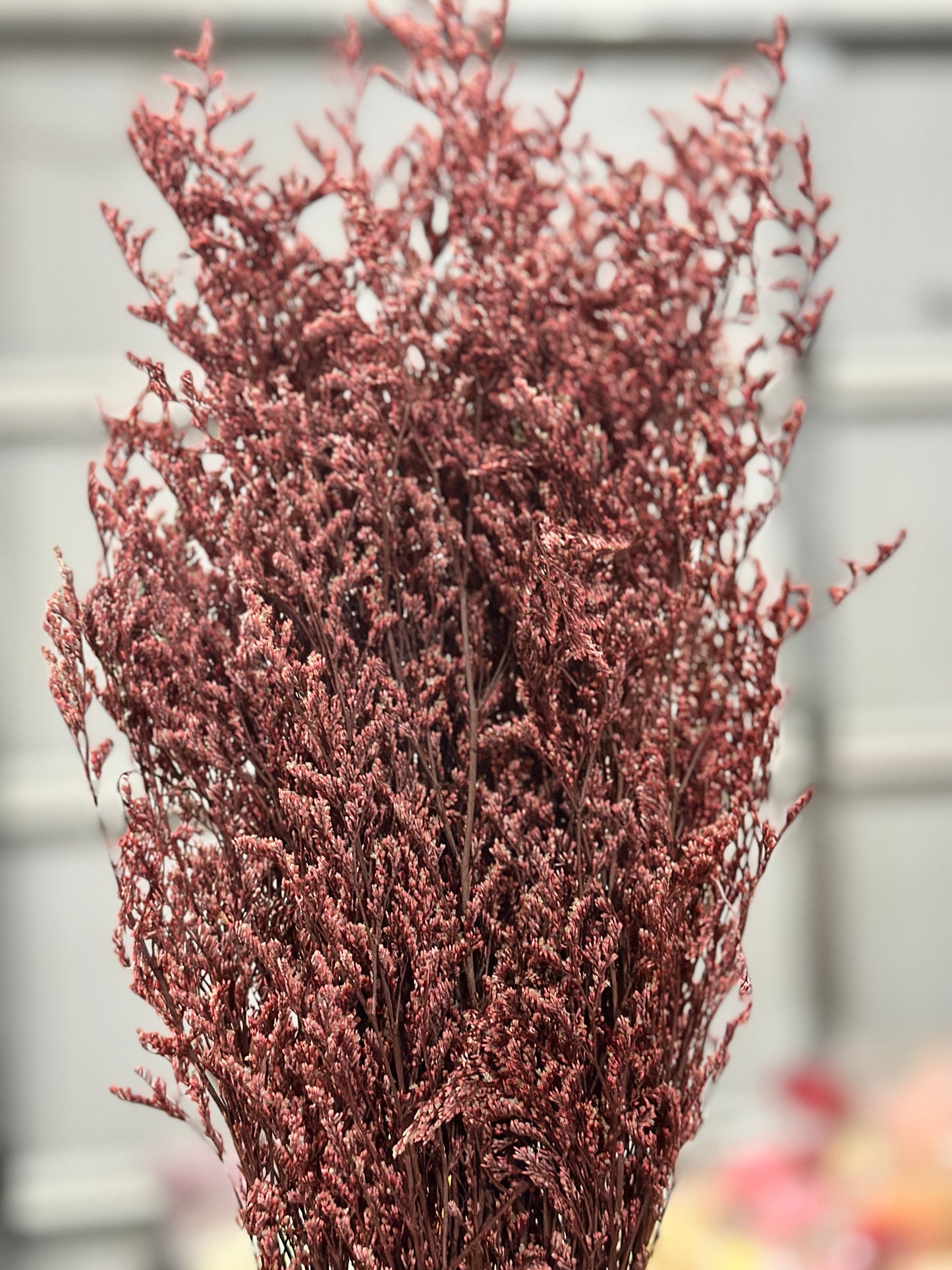 Dried Misty / Limonium