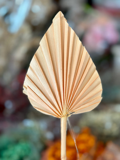 Beautiful Small Palm Leaves 10-12cm