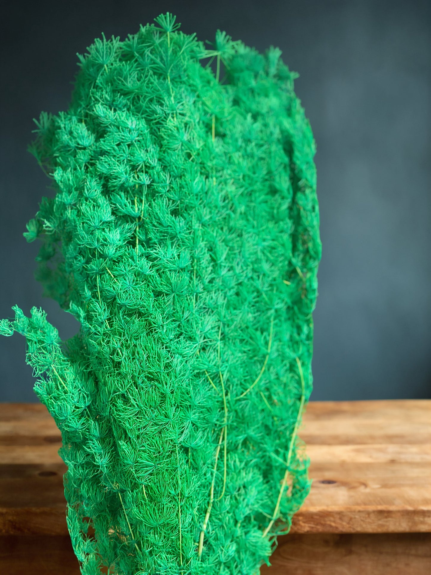 Ming Fern / Asparagus