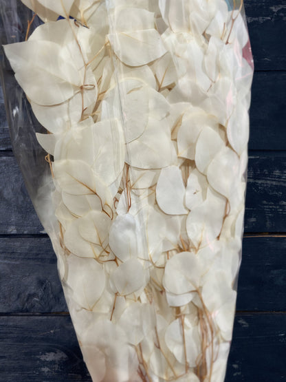 Preserved Poly Gum