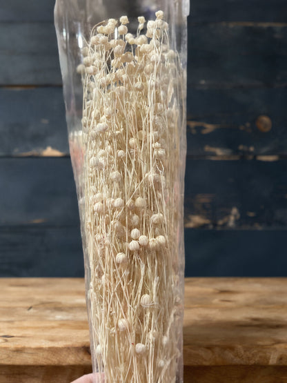 Preserved Flowers Rich Bean