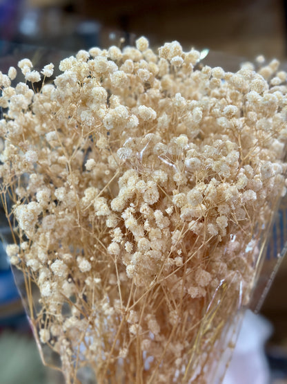 Baby's Breath