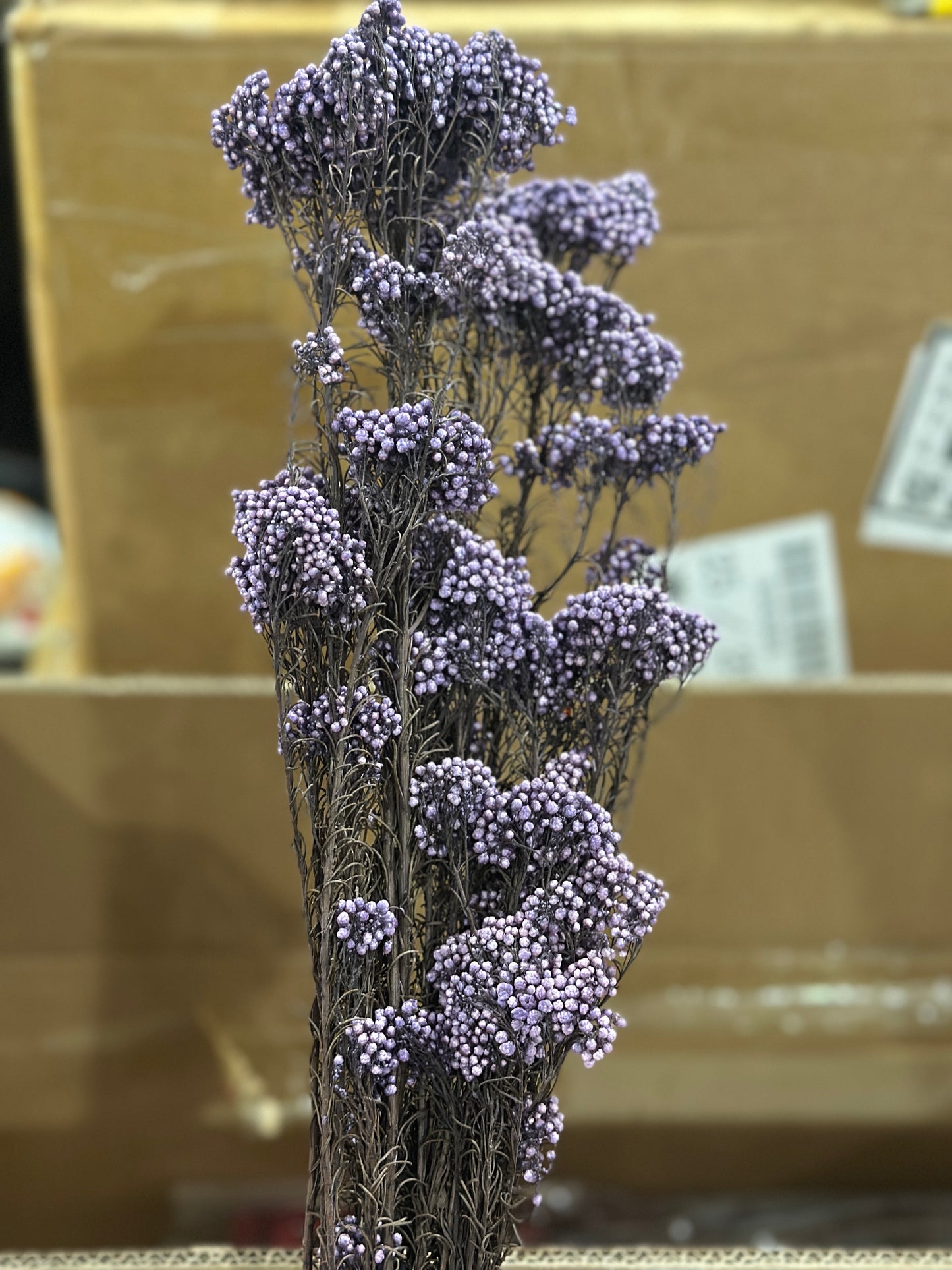 Rice Flowers