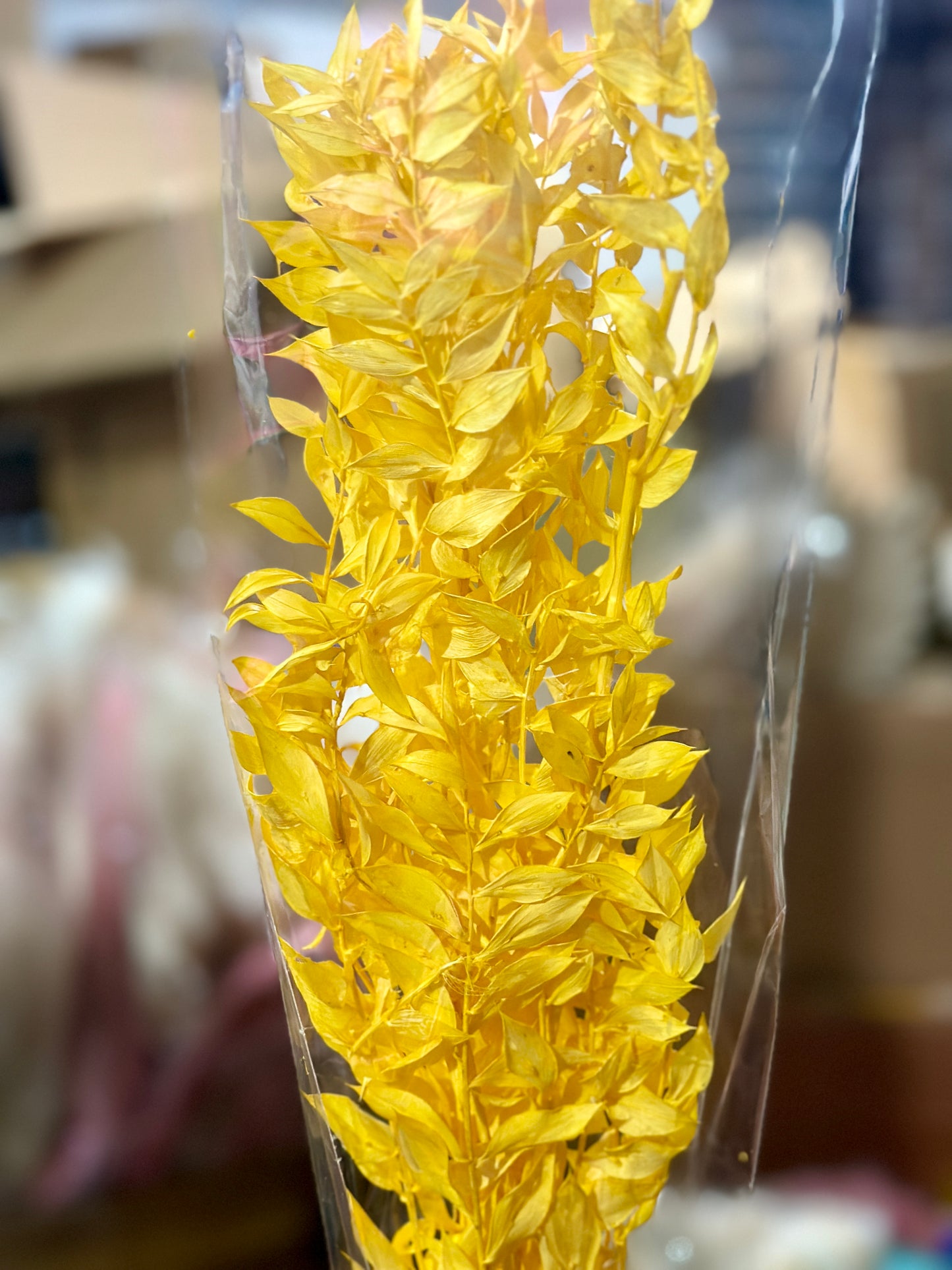 Dried Ruscus
