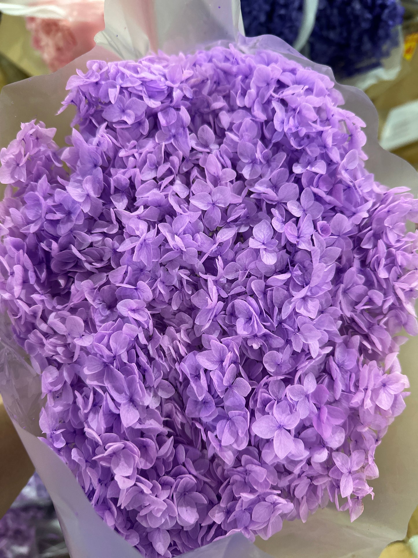 Anna Hydrangeas Big Bunch