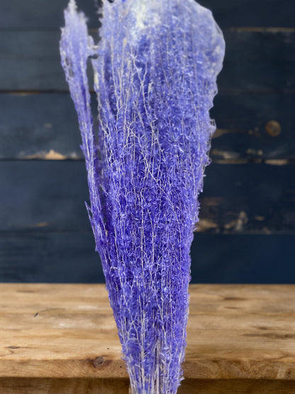 Horsetails/ Whisk