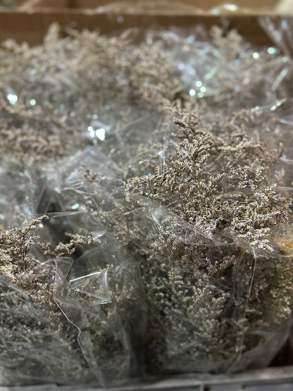 Dried Misty / Limonium