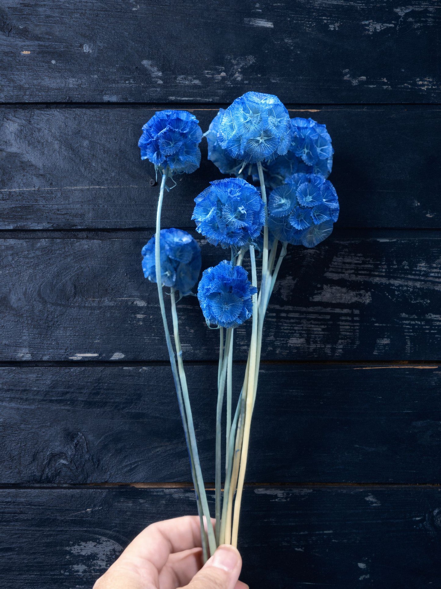 Scabiosa - 10 Stems/Bunch