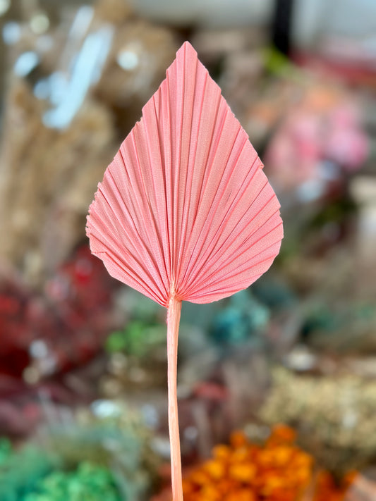 Beautiful Small Palm Leaves 10-12cm