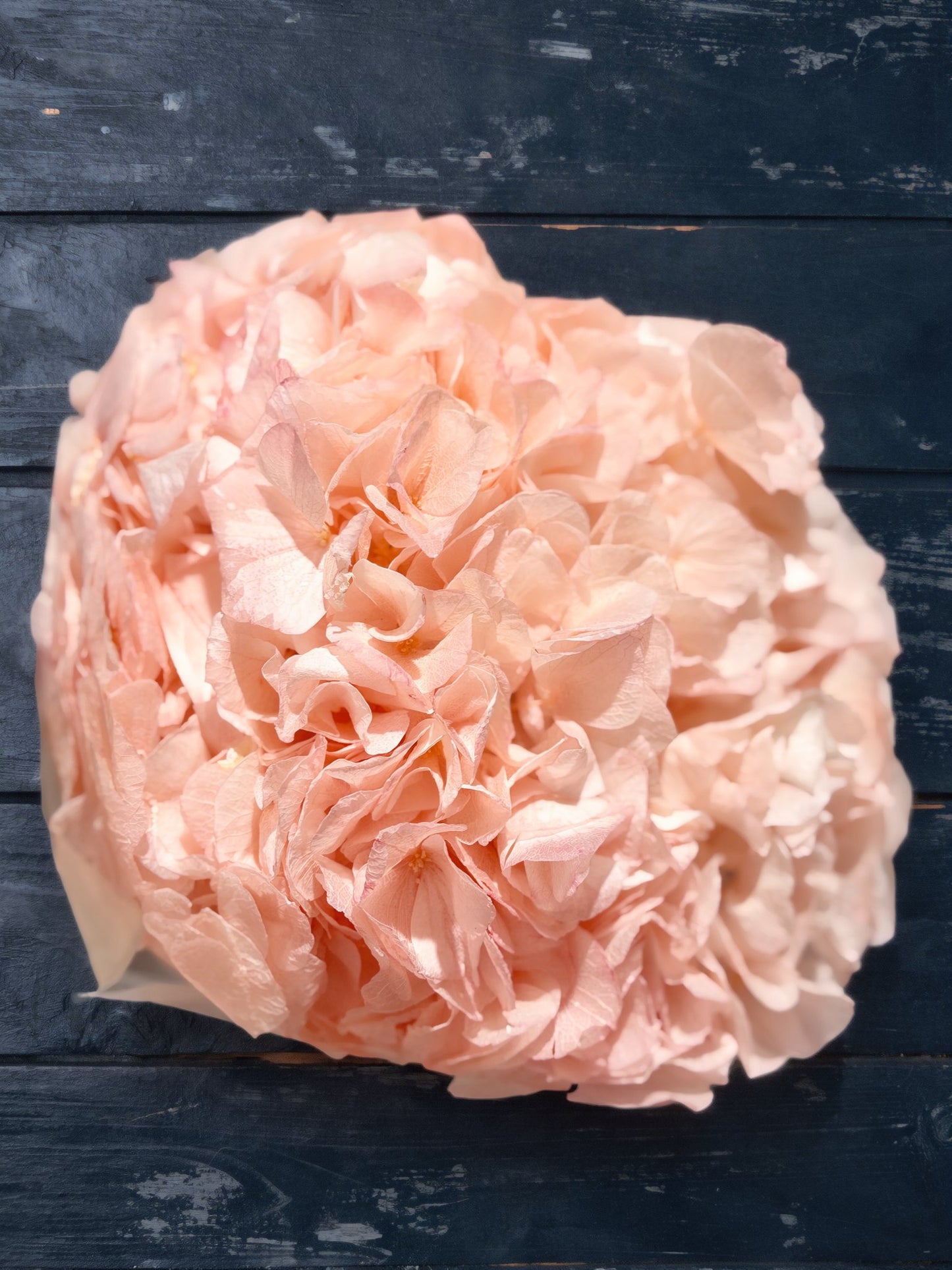 Large Petals Hydrangea